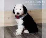 Small Photo #8 Sheepadoodle Puppy For Sale in SEYMOUR, MO, USA