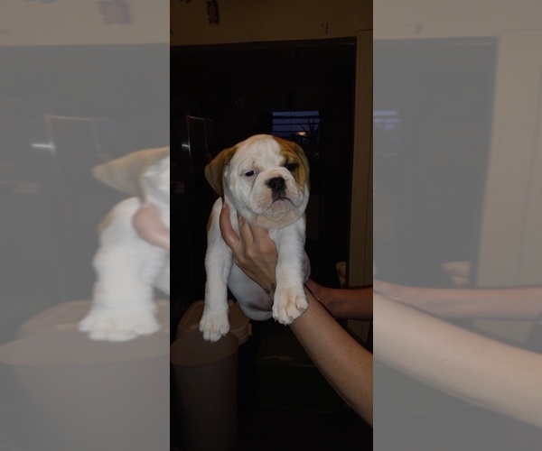 Medium Photo #7 Olde English Bulldogge Puppy For Sale in LUBBOCK, TX, USA