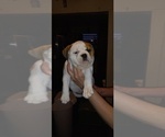 Small Photo #7 Olde English Bulldogge Puppy For Sale in LUBBOCK, TX, USA