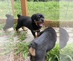 Small Photo #14 Rottweiler Puppy For Sale in COTTAGE GROVE, OR, USA