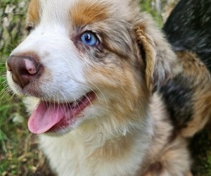 Medium Australian Shepherd