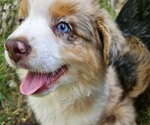 Puppy 2 Australian Shepherd