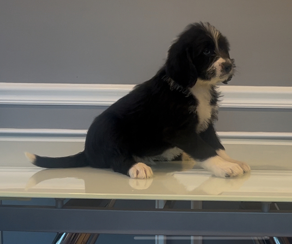 Medium Photo #87 Bernedoodle-Labradoodle Mix Puppy For Sale in MILFORD, NJ, USA