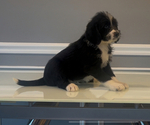 Small Photo #87 Bernedoodle-Labradoodle Mix Puppy For Sale in MILFORD, NJ, USA