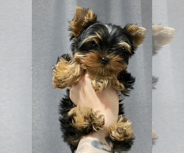 Medium Photo #1 Yorkshire Terrier Puppy For Sale in ARCADIA, CA, USA