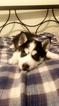Small Photo #8 Siberian Husky Puppy For Sale in CLEVELAND, OH, USA