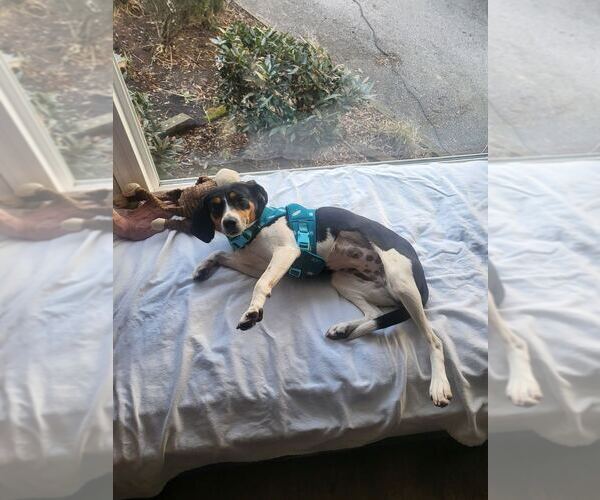 Medium Photo #1 Beagle-Unknown Mix Puppy For Sale in Silver Spring, MD, USA