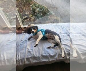 Beagle-Unknown Mix Dogs for adoption in Silver Spring, MD, USA