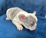 Small Photo #16 French Bulldog Puppy For Sale in MEMPHIS, TN, USA