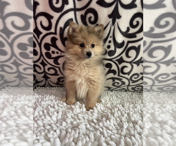 Medium Photo #2 Pomeranian Puppy For Sale in MARTINSVILLE, IN, USA