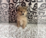 Small #1 Pomeranian