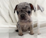 Puppy 2 French Bulldog