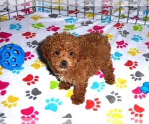 Poodle (Toy) Puppy for sale in ORO VALLEY, AZ, USA