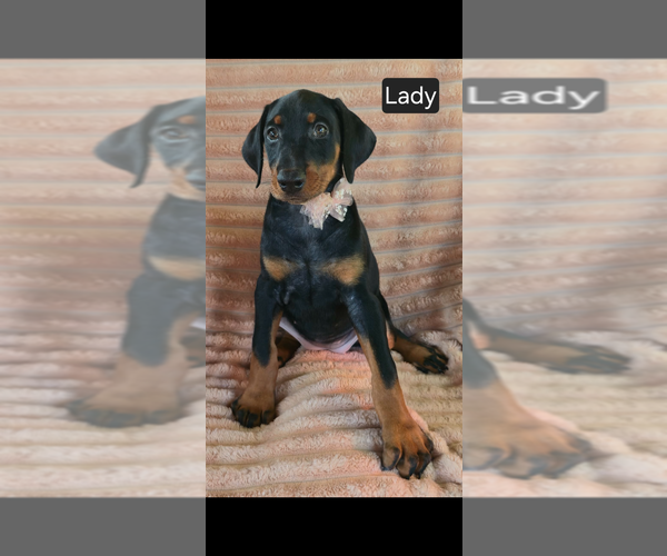 Medium Photo #4 Doberman Pinscher Puppy For Sale in POMEROY, OH, USA