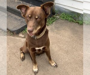 Chocolate Labrador retriever-Doberman Pinscher Mix Dogs for adoption in The Woodlands, TX, USA