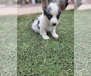 Aussie-Corgi Puppy for sale in BRIGGSDALE, CO, USA