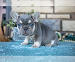 Small Photo #1 French Bulldog Puppy For Sale in SUGARCREEK, OH, USA