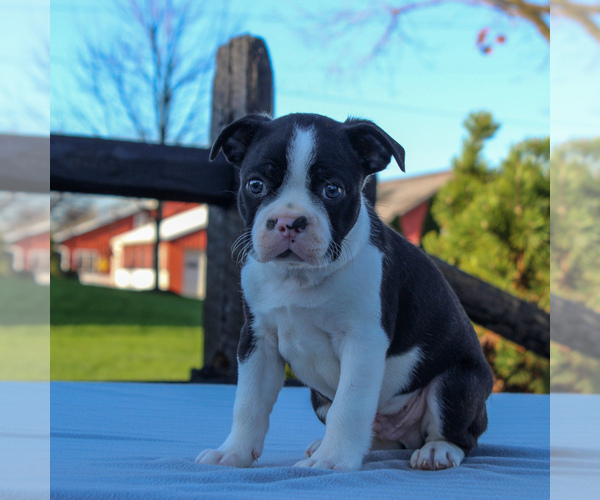 Medium Photo #3 Boston Terrier Puppy For Sale in GAP, PA, USA