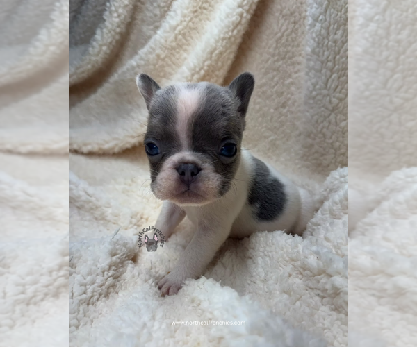 Medium Photo #2 French Bulldog Puppy For Sale in SACRAMENTO, CA, USA