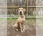 Small #1 Great Dane