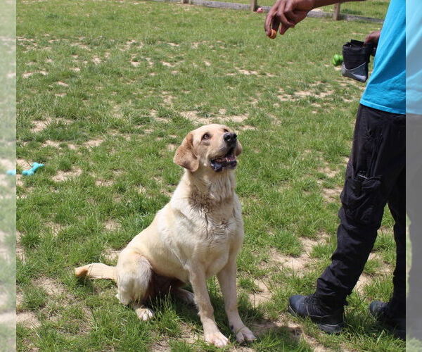 Medium Photo #3 Labrador Retriever Puppy For Sale in Chestertown, MD, USA
