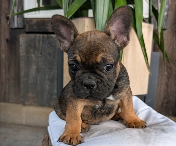 Medium Photo #3 French Bulldog Puppy For Sale in GOSHEN, IN, USA