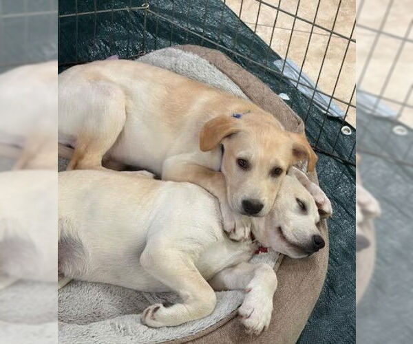 Medium Photo #3 Mutt Puppy For Sale in San Diego, CA, USA