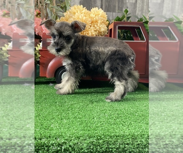 Medium Photo #2 Schnauzer (Miniature) Puppy For Sale in CANOGA, NY, USA