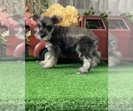 Small #1 Schnauzer (Miniature)