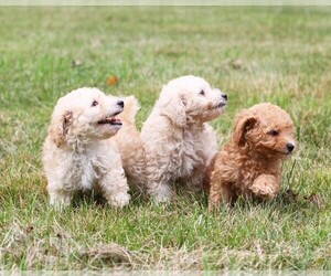 Poodle (Toy) Puppy for sale in WOODSTOCK, CT, USA