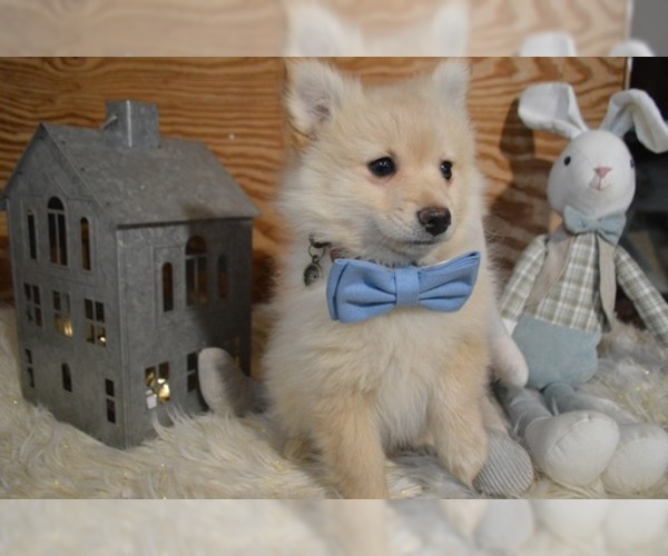 Medium Photo #5 Pomeranian Puppy For Sale in HONEY BROOK, PA, USA