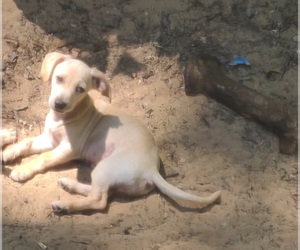 Chiweenie-Dachshund Mix Puppy for sale in NEWAYGO, MI, USA