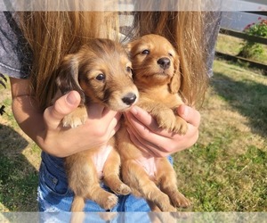 Dachshund Puppy for Sale in YELM, Washington USA