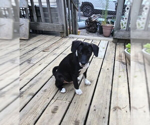 Medium Photo #3 Mutt Puppy For Sale in Wheaton, IL, USA