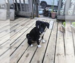 Small #2 Mutt