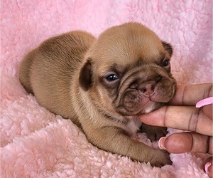 French Bulldog Puppy for sale in LAS VEGAS, NV, USA