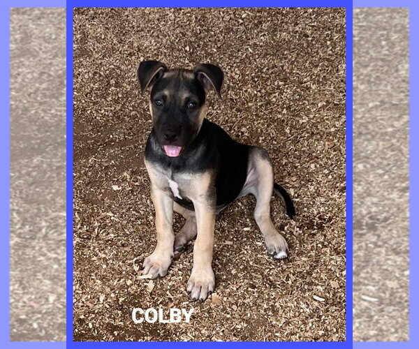 Medium Photo #1 Mutt Puppy For Sale in Granbury, TX, USA