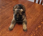 Small Photo #3 German Shepherd Dog Puppy For Sale in VIRGINIA BEACH, VA, USA