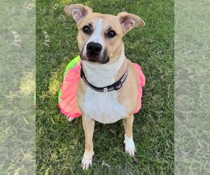 Mutt Dogs for adoption in Great Bend, KS, USA