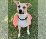 Banshee - Female Mutt Dog for Adoption - Small photo