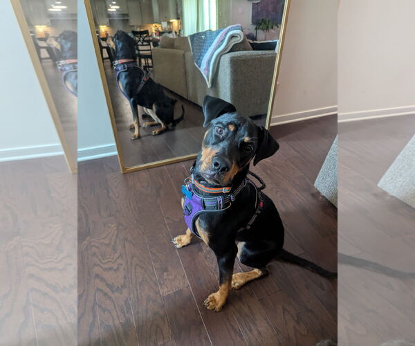 Medium Photo #6 Rotterman Puppy For Sale in White Hall, AR, USA