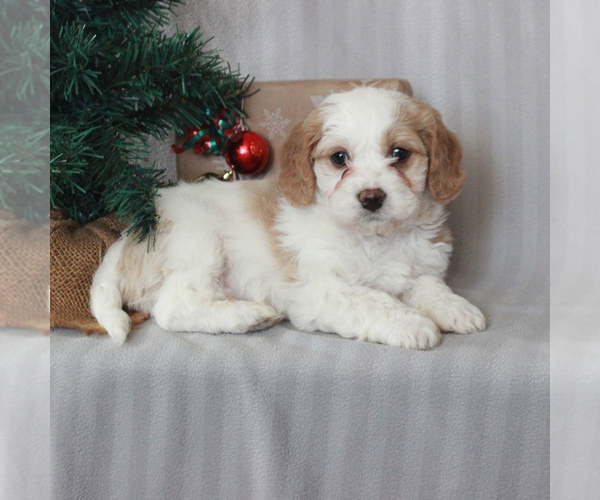 Medium Photo #4 Cavachon Puppy For Sale in GAP, PA, USA