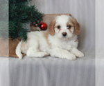 Small Photo #4 Cavachon Puppy For Sale in GAP, PA, USA