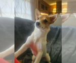 Small #1 Chihuahua Mix