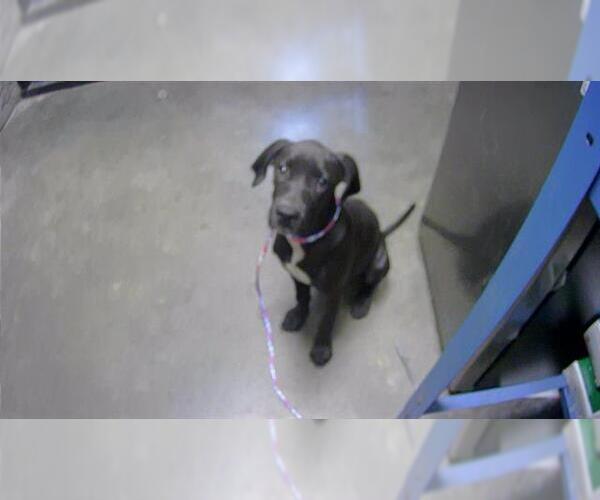 Medium Photo #1 American Pit Bull Terrier-Unknown Mix Puppy For Sale in Tulsa, OK, USA