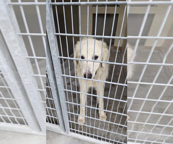 Medium Photo #1 Great Pyrenees-Unknown Mix Puppy For Sale in Texas City, TX, USA