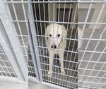 Small Great Pyrenees Mix