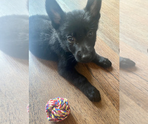 German Shepherd Dog Puppy for sale in EDMOND, OK, USA