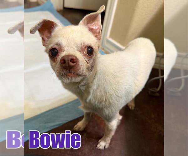 Medium Photo #3 Chihuahua-Unknown Mix Puppy For Sale in New London, WI, USA