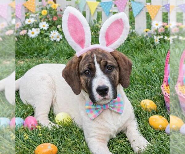 Medium Photo #1 Borador Puppy For Sale in Yardley, PA, USA